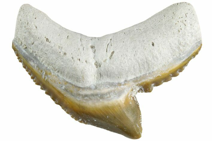 Colorful, Fossil Tiger Shark Tooth - Bone Valley, Florida #235594